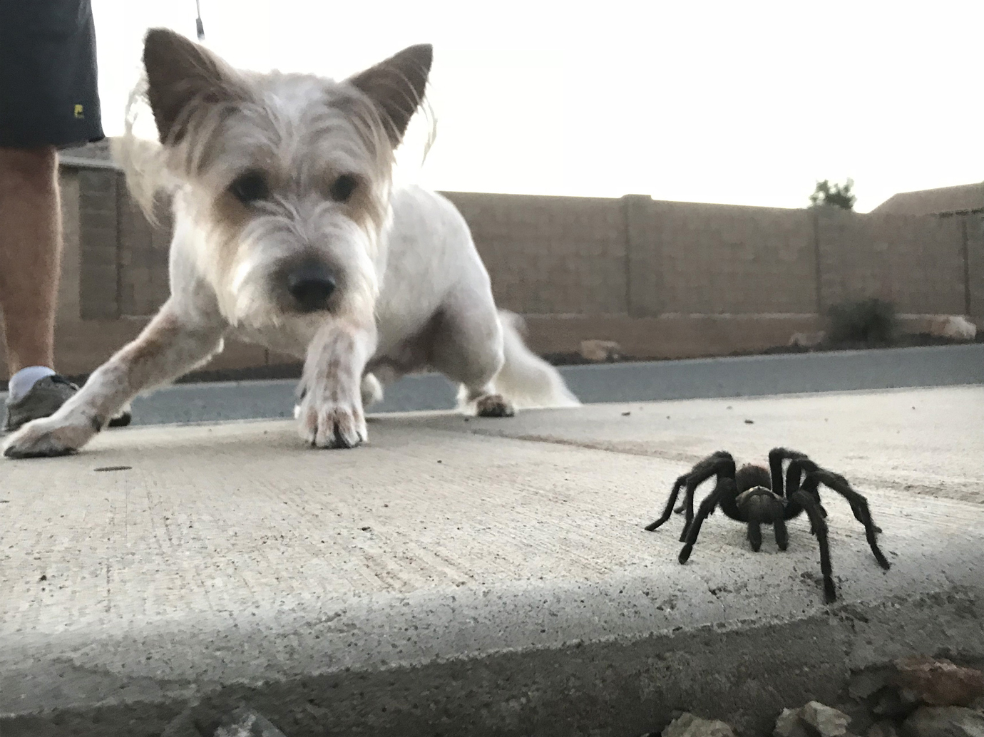 Don’t kill the tarantulas, they’re helping you, experts say The Daily