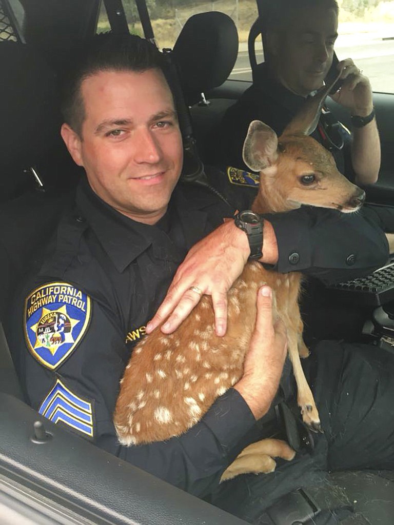 In this photo released July 28, 2018, by the California Highway Patrol, Sergeant David Fawson holds a month-old fawn that was located by Cal Fire without a mother inside the Carr Fire line near Redding, Calif. Sawson evacuated the deer to safety for care with a wildlife rescue. Some evacuations orders have been lifted around a Northern California wildfire area near the city of Redding. The California Department of Forestry and Fire Protection said people can return to several neighborhoods in western Redding as of Monday morning. The huge blaze near Redding has displaced 38,000 from their homes and killed six people. (California Highway Patrol via AP)