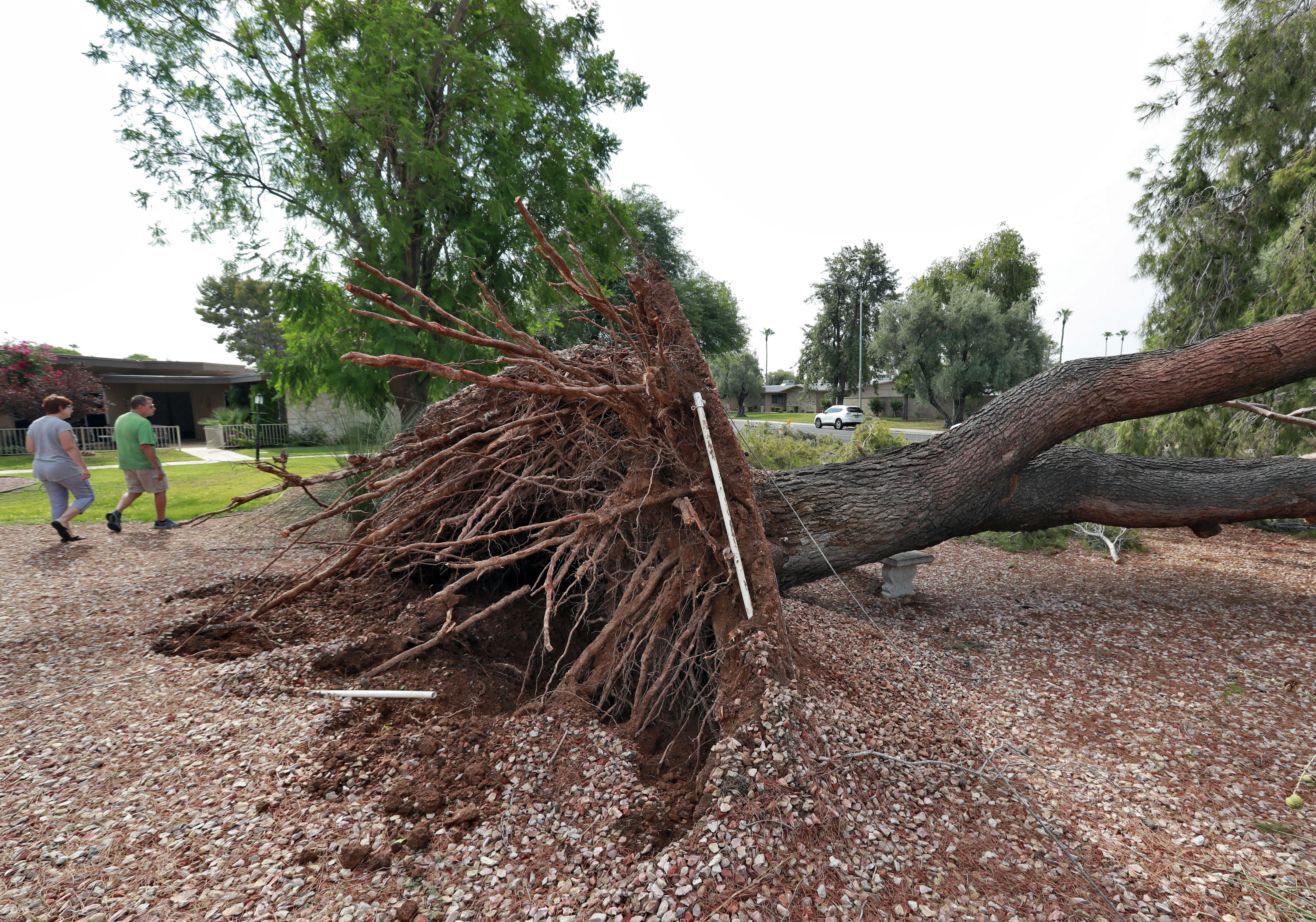 Down trees. Burned down Tree. Trees-down Theory. Head down Tree. Head down Tree erekcia.