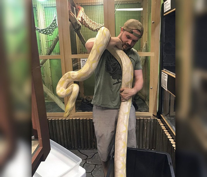 Ryan Allinger on Redding Reptiles moves Eres, a 14-foot female python, from her temporary transport tub into her accustomed enclosure at the reptile store in Redding, Calif. (Sandra Dodge-Streich/Redding Reptiles via AP)

