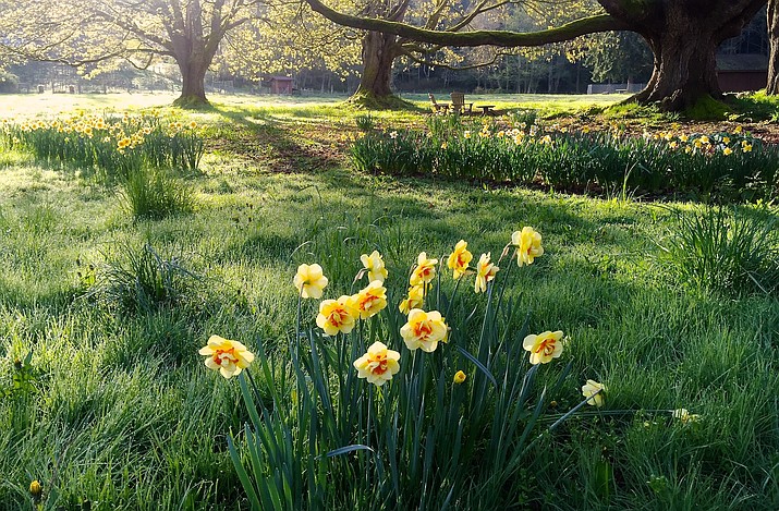 This March 31, 2016 photo shows daffodil drifts growing in a pasture near Langley, Wash. Daffodils may be among the first flowers to show their colors in spring but their bulbs contain poisons that can cause vomiting, seizures and even death should they be eaten by certain pets or livestock. Learn to recognize toxic plants and their symptoms. (Dean Fosdick via AP)