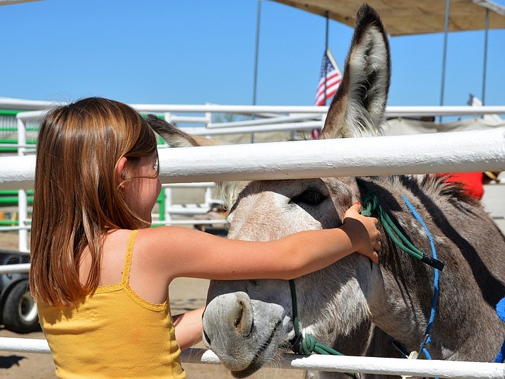 The BLM works to place wild burros and horses into private care through its adoption and sales programs. The agency is rounding up 470 burros in Bullhead City and other areas. (Photo courtesy of Bureau of Land Management)
