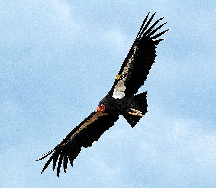 A California Condor in flight. Their face is one only a mother could love, but when they are in flight, they are beautiful. (Photo by Dan Graham, CC 2.0, https://bit.ly/2gPISey).