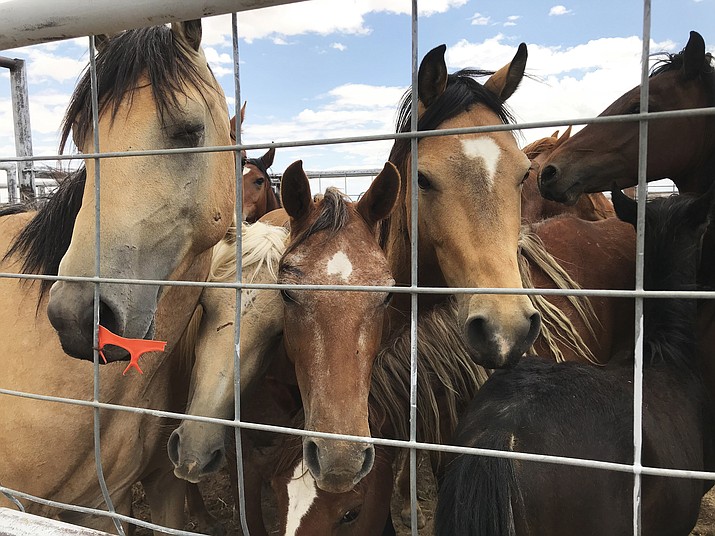 Surrendered horses wait in a pen Aug. 3 to be processed at the auction yard in Naschitti, New Mexico. The Navajo Nation is offering $50 for each surrendered horse to encourage the removal of unbranded, free-roaming horses from tribal land. (Jon Austria/The Daily Times via AP) 