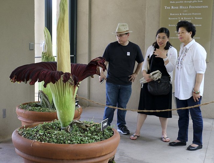 Visitors look at the so-called corpse flower, known for the rotten stench it releases when it blooms, at the Huntington Library Friday, Aug. 17, 2018, in San Marino, Calif. The flower, nicknamed “Stink,” began blooming unexpectedly on Thursday night, Huntington spokeswoman Lisa Blackburn said. (AP Photo/Ariel Tu)

