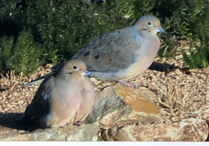 Coupons dove 2019