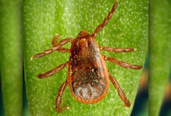 The brown dog tick ranges across the state of Arizona and can carry Rocky Mountain spotted fever, a serious bacterial infection for both dogs and humans. (James Gathany and William Nicholson/CDC image 7646, Courtesy)