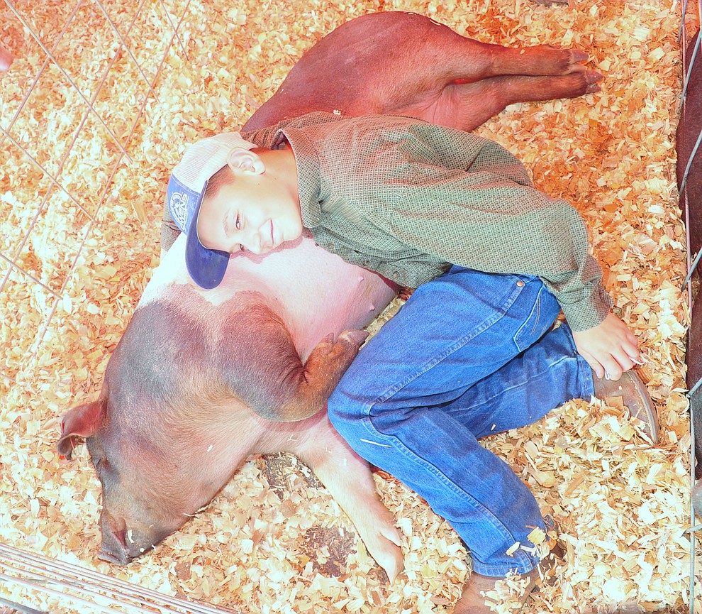 Prescott Shamrock Hustler's Easten Huddleston lays down with hsi market pig Bucky at the 69th annual Yavapai County 4-H/FFA Expo Show and Auction Saturday, August 25, 2018 at the Prescott Rodeo Grounds. (Les Stukenberg/Courier)