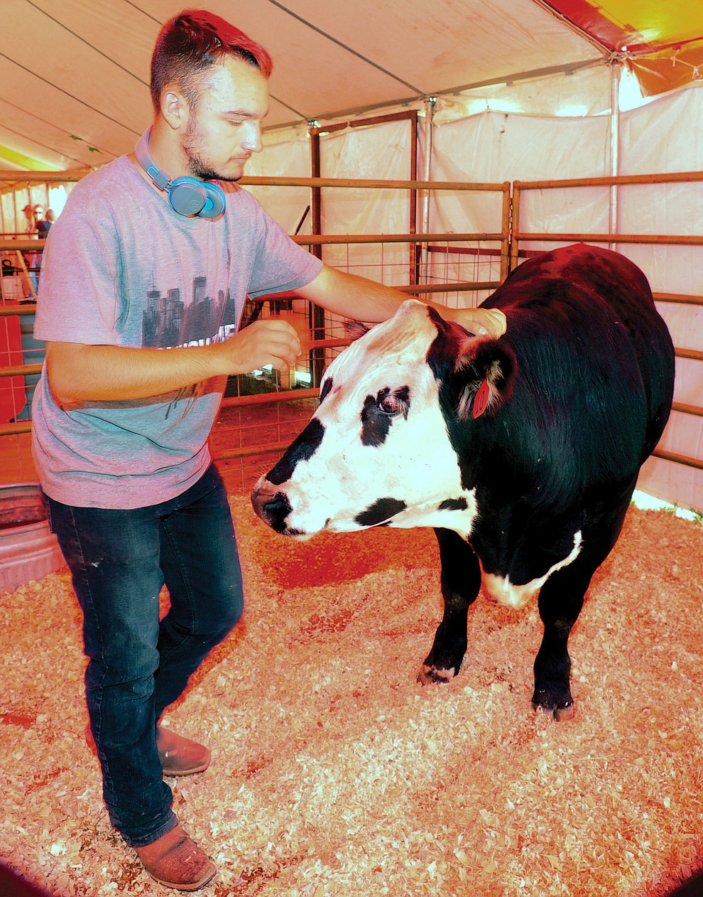 Northern Division Livestock Club's Konnol Montoya gets his market beef ready for auction at the 69th annual Yavapai County 4-H/FFA Expo Show and Auction Saturday, August 25, 2018 at the Prescott Rodeo Grounds. (Les Stukenberg/Courier)