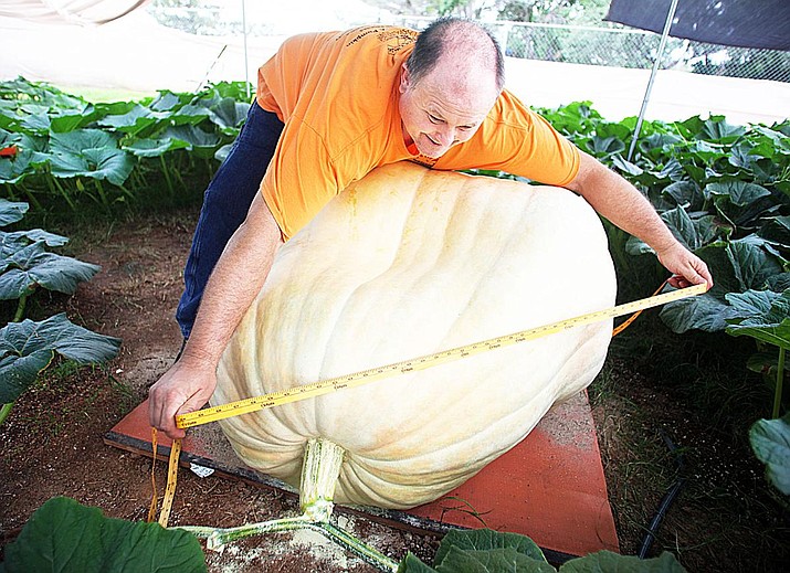 Giant vegetable grower Scott Culp takes the measure of his giant pumpkin earlier this month in Sierra Vista. The pumpkin will be on display at the Yavapai County Fair in the Horticulture building. (Sierra Vista Herald/Courtesy)