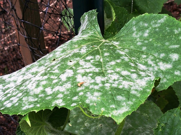 Deal with powdery mildew before damage occurs The Daily Courier