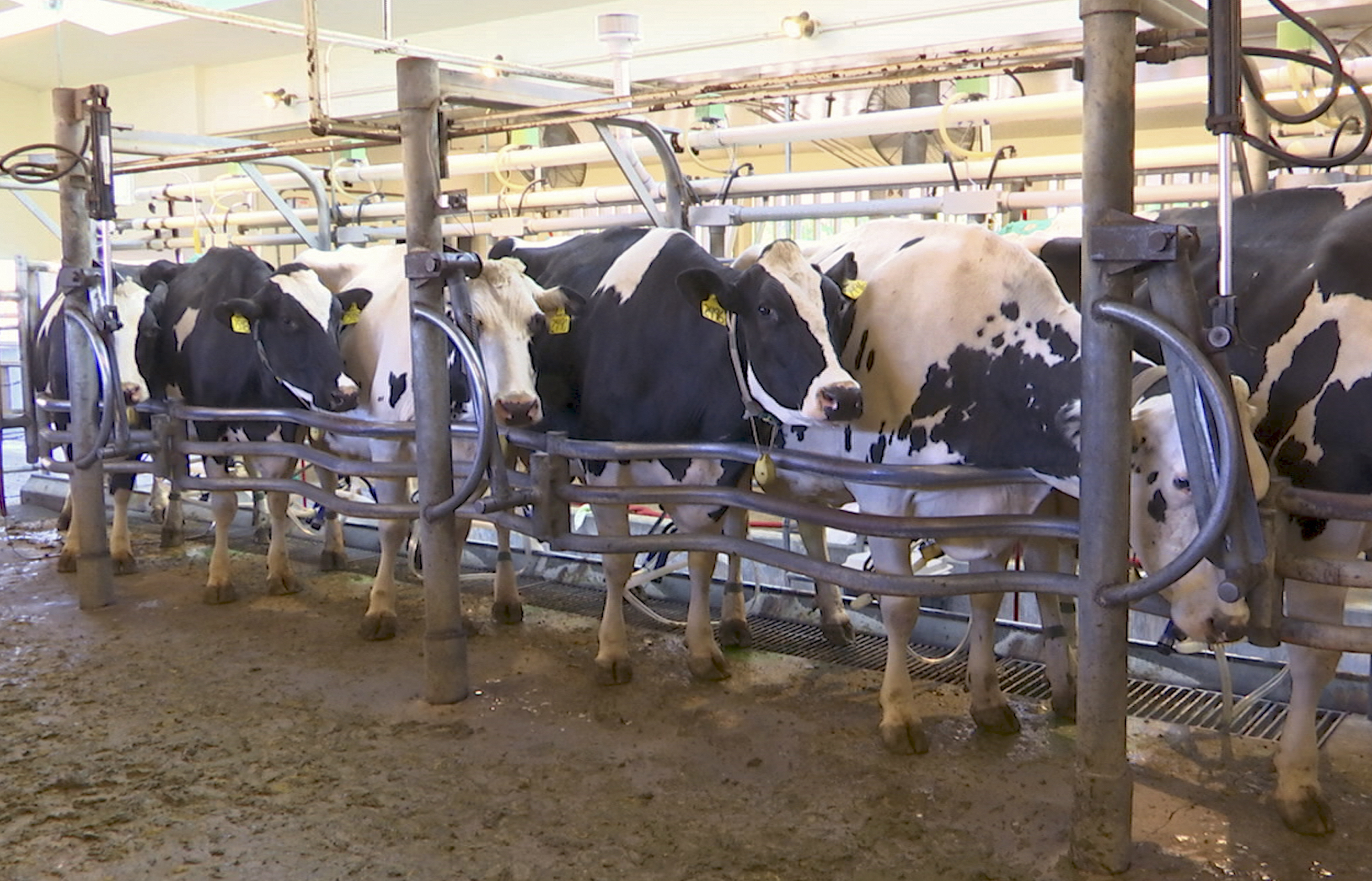 Researchers feed seaweed to dairy cows to reduce emissions | The Daily ...