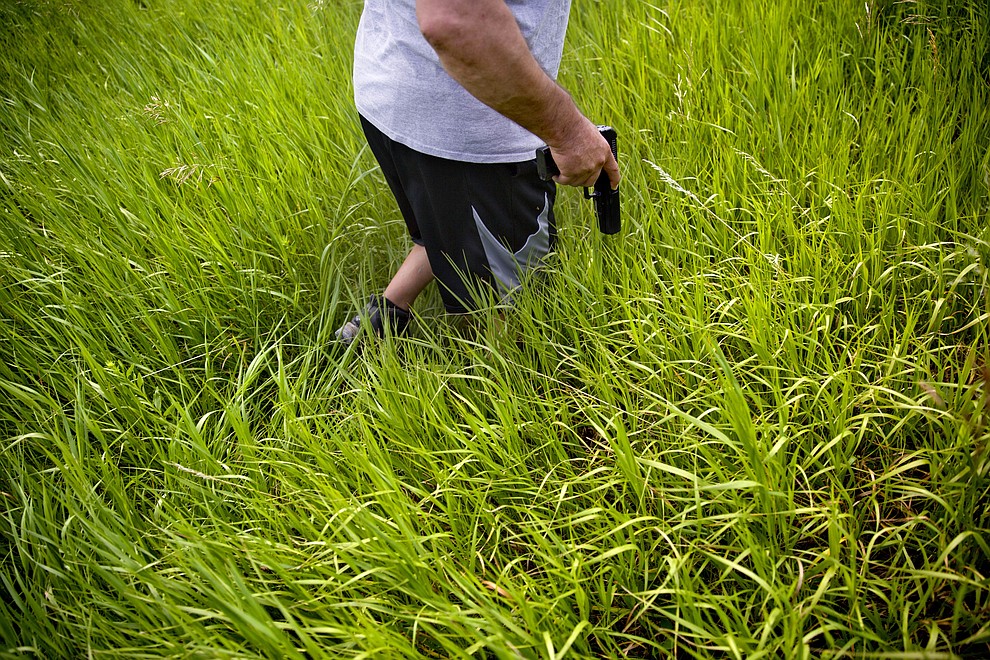 George A. Hall draws his pistol as grizzly bears are heard nearby during a search in Valier, Mont., for Ashley HeavyRunner Loring who went missing last year from the Blackfeet Indian Reservation, Wednesday, July 11, 2018. The searchers have trekked through fields, gingerly stepping around snakes and keeping watch for bears lurking in the brush. (AP Photo/David Goldman)