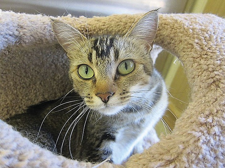 Pet Focus: Baby Cat — Miss Kitty’s Cat House | The Daily Courier