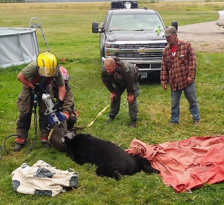 In this Sept. 7, 2018, photo provided by Dawn Knutson, rescue personnel use the Jaws of Life to free a black bear after its head became stuck inside a 10-gallon milk can near Roseau, Minn. (Dawn Knutson via AP)

