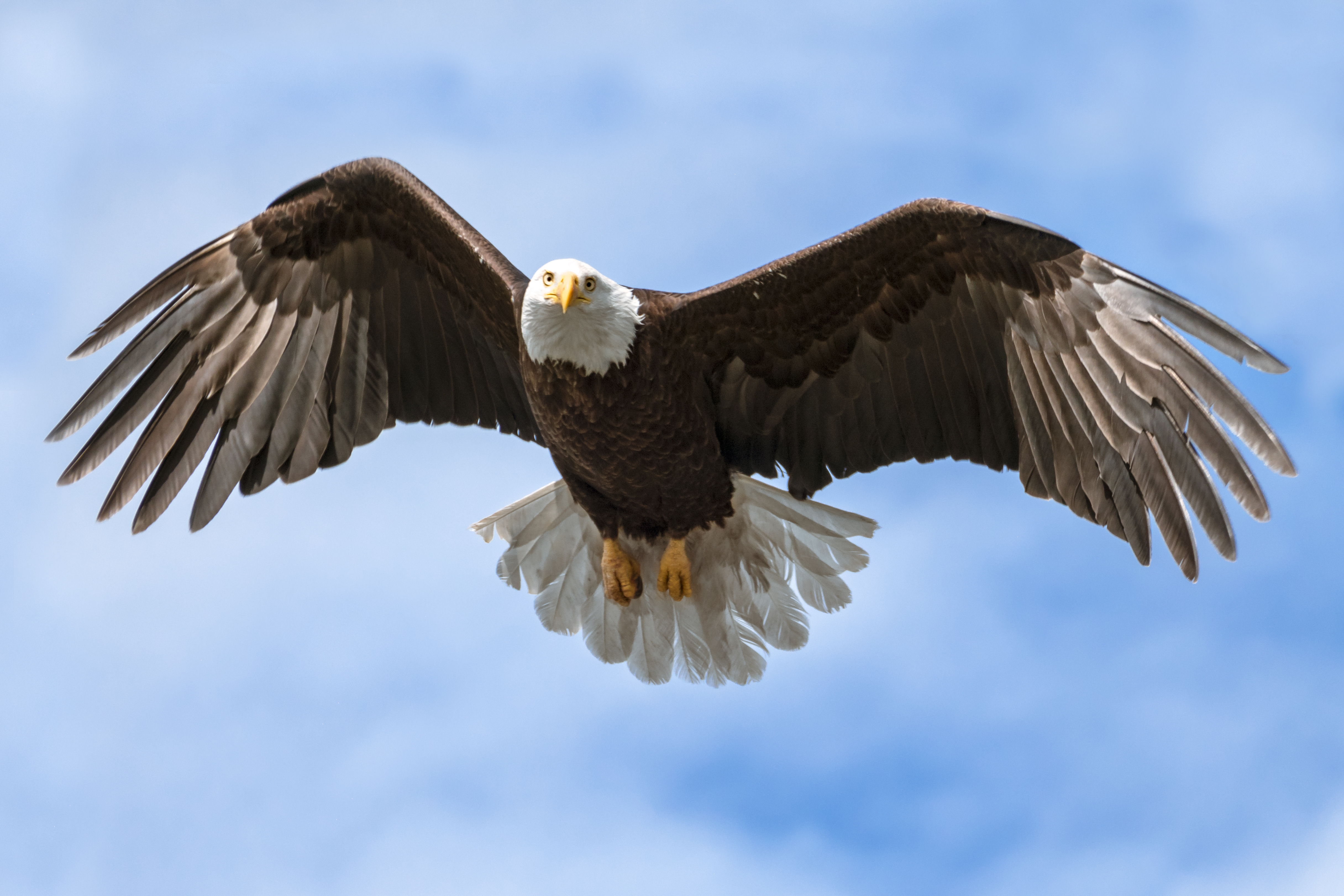 Bald eagle saved by Arizona couple recovers from poisoning ...