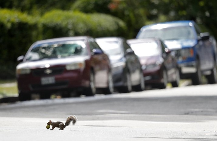 In this Tuesday, Sept. 11, 2018 photo, a squirrel carries a walnut across a street in Portland, Maine. A booming squirrel populations has forced drivers in parts off New England to dodge the small rodents as they dart across streets. (AP Photo/Robert F. Bukaty)

