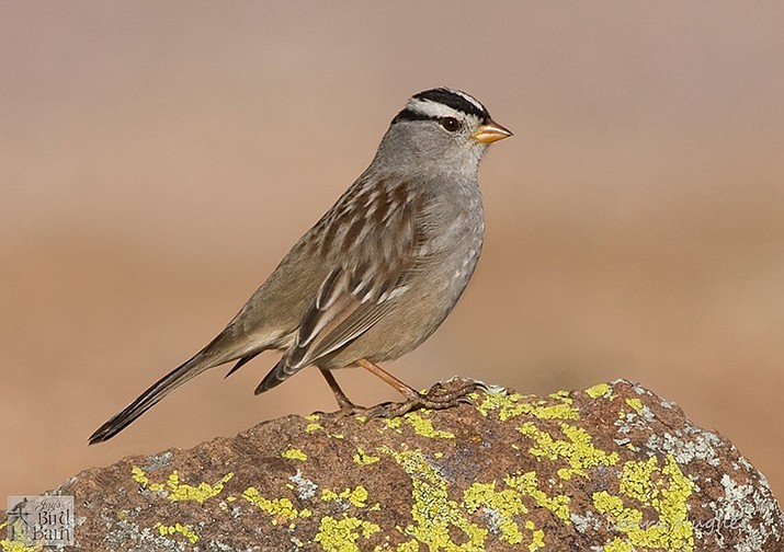 Adult white-crowned sparrows are one of many migratory bird species that will be arriving in the Prescott area this month, and will stay until next spring. (Jay’s Bird Barn/Courtesy)
