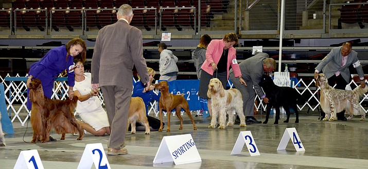 The sporting dogs group at the 2017 Prescott Arizona Kennel Club show. This year’s event runs Thursday through Sunday, Sept. 20-24, at the Prescott Valley Event Center. (Heidi Dahms Foster/Courtesy)