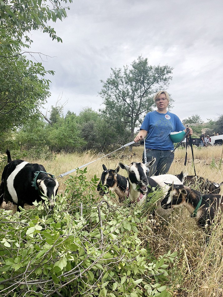 Amanda Amos of Cabra Prequena Farm in Skull Valley brought five of her goats to the Prescott Mile High Middle School this past week to help the Over the Hill Gang volunteers clear weeds from the area behind the school. Goats could become a regular addition to the Over the Hill Gang’s maintenance efforts along the creekside Greenways Trails. (Cindy Barks/Courier)