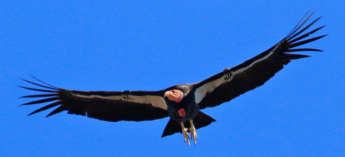 condor vulture