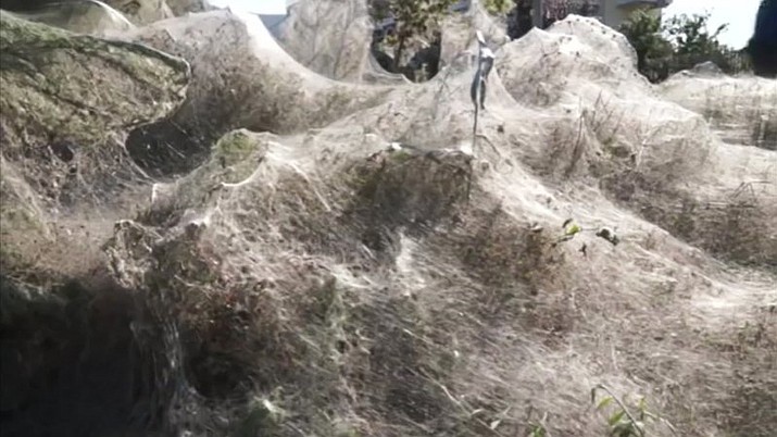 In this frame grab taken from video on Sept. 18, 2018, a view of spider webs over bushes, in Aitoliko, Greece. Spurred into overdrive by an explosion in the populations of insects they eat, thousands of little spiders in the western Greek town have shrouded coastal trees, bushes and low vegetation in thick webs. The sticky white lines extend for a few hundred meters (yards) along the shoreline of Aitoliko, built on an artificial island in a salt lagoon near Missolonghi, 250 kilometers (150 miles) west of Athens. (Giannis Giannakopoulos via AP)