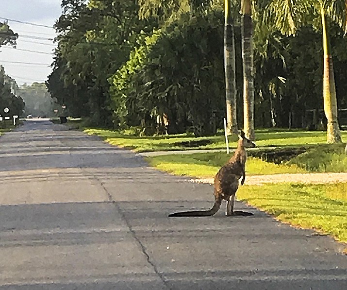 A kangaroo crosses the street on Tuesday, Sept. 25, 2018, in Jupiter, Fla. The kangaroo has escaped from an animal sanctuary in South Florida. Officers with the Florida Fish and Wildlife Conservation Commission on Tuesday were hunting for the 5-year-old kangaroo named Storm in an area of Palm Beach County known as Jupiter Farms. (Robbie Linton via AP)

