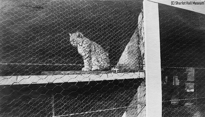 Murphy Park Zoo – Bobcat Call # 1010.0006.0003 (Sharlot Hall Museum Library & Archives/Courtesy) 