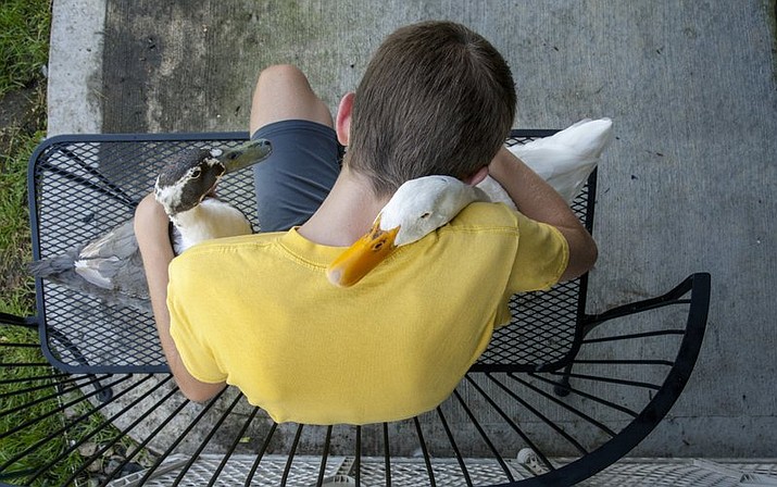 In this Thursday, Aug. 2, 2018 photo, Dylan Dyke, a 12-year-old Michigan boy with autism, spends time with his ducks, Nibbles, left, and Bill, outside his Georgetown Township, Mich. home. New guidelines will allow Dyke to keep his ducks, which are his emotional support animals. Georgetown Township officials had issued a nuisance order to Mark and Jennifer Dyke after receiving multiple complaints from neighbors about their son Dylan’s ducks straying from their property. An ordinance variance approved Wednesday night, Sept. 26 includes guidelines, including specifics on the ducks’ coop. (Cory Morse/The Grand Rapids Press via AP)

