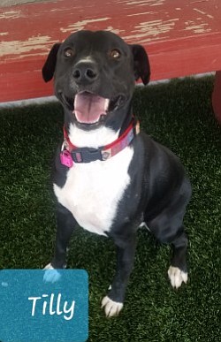 "Tilly" is a very sweet, goofy 1-year-old Lab/Pit mix at the Chino Valley Animal Shelter. (Courtesy)