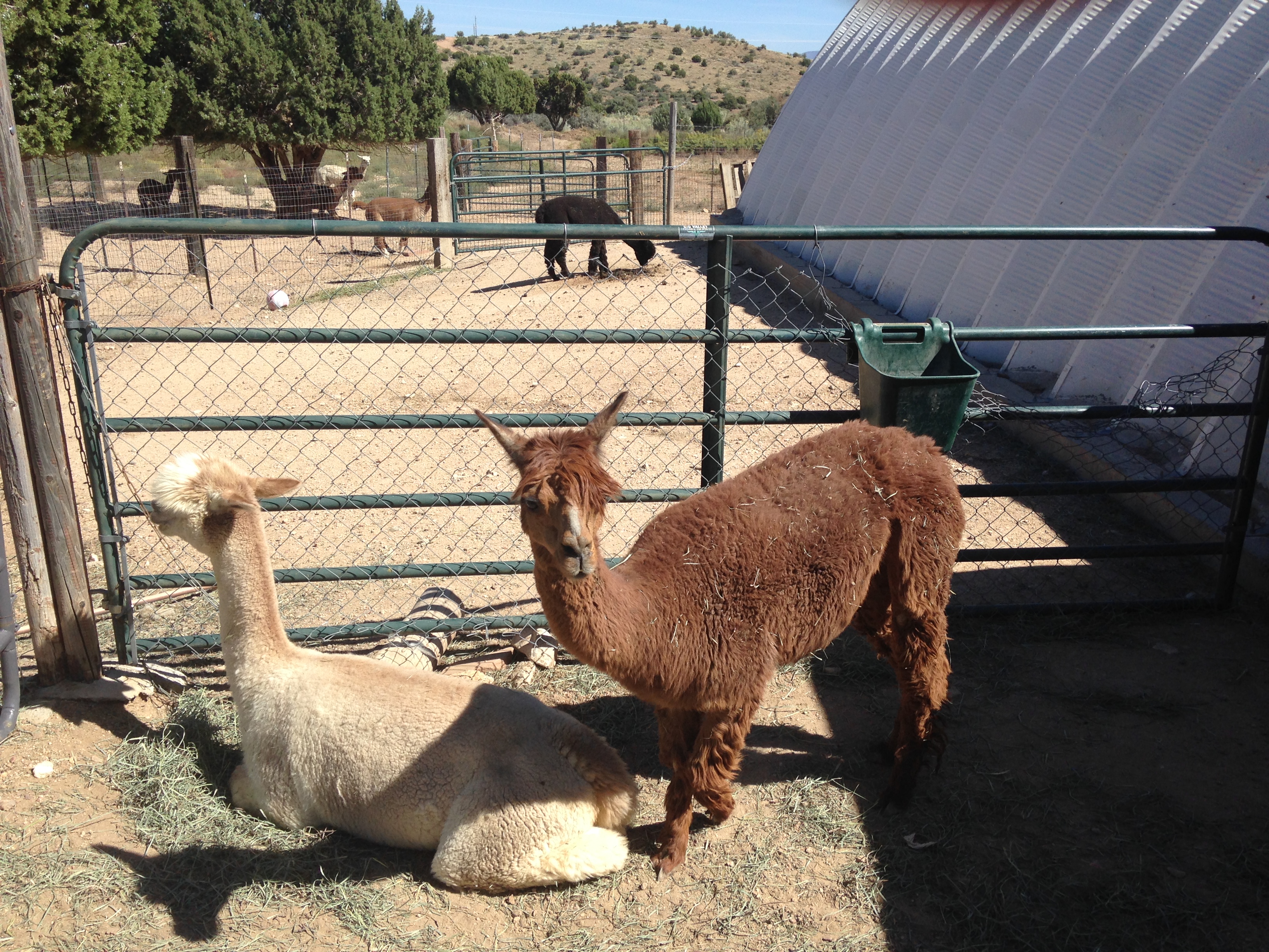 Hug an alpaca during 13th annual Alpaca Farm Days Kingman Daily Miner