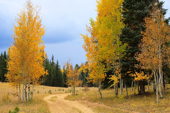 Fall colors changing on the North Kaibab Ranger District in 2017. Visitors can expect prime viewing to last until around the second week of October. (Kaibab National Forest) 