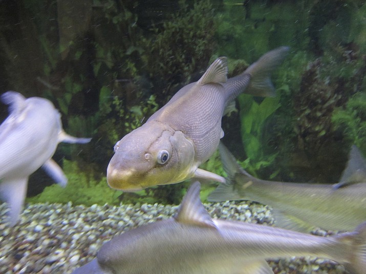 In this Tuesday, Oct. 2, 2018 photo, a Colorado River razorback sucker fish is shown swimming in a tank at the U.S. Fish and Wildlife Service office in Lakewood, Colo. Officials say that the rare Colorado River fish has been pulled back from the brink of extinction, the second comeback this year for a species unique to the Southwestern United States. (AP Photo/Dan Elliott)