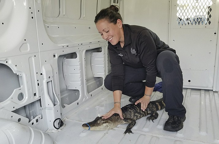 This Monday, Oct. 8, 2018, photo provided by the City of Waukegan, Ill., shows Nicole Garza, an animal control officer for Waukegan police, holding down a 4-foot alligator in a van outside city hall after animal control workers helped capture it from Lake Michigan. The alligator, whose mouth was taped shut, was spotted by a kayaker fishing for salmon off the Waukegan shore. It was taken to the Wildlife Discovery Center in nearby Lake Forest. Animal control officers have started an investigation to determine who dumped the alligator into the water. (David Motley/City of Waukegan via AP)