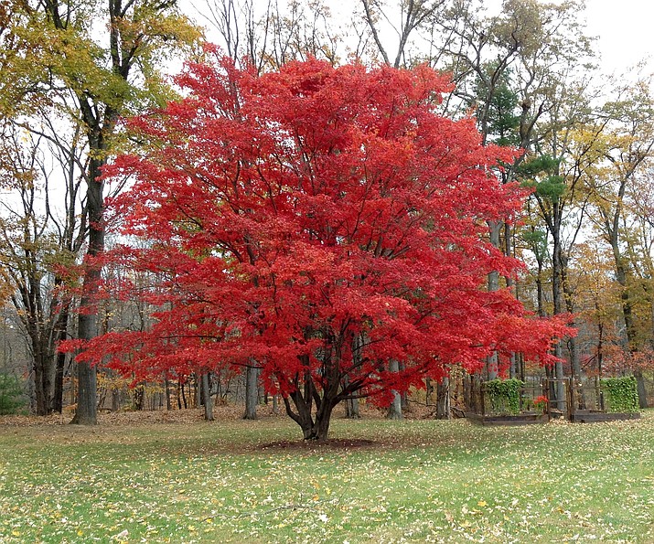This undated photo shows a Japanese maple tree in Tillson, N.Y. The bold red of this Japanese maple reflects not only the tree’s genetics but also autumn weather, with sunny days and cool nights bringing out the best in the leaves. (Lee Reich via AP)