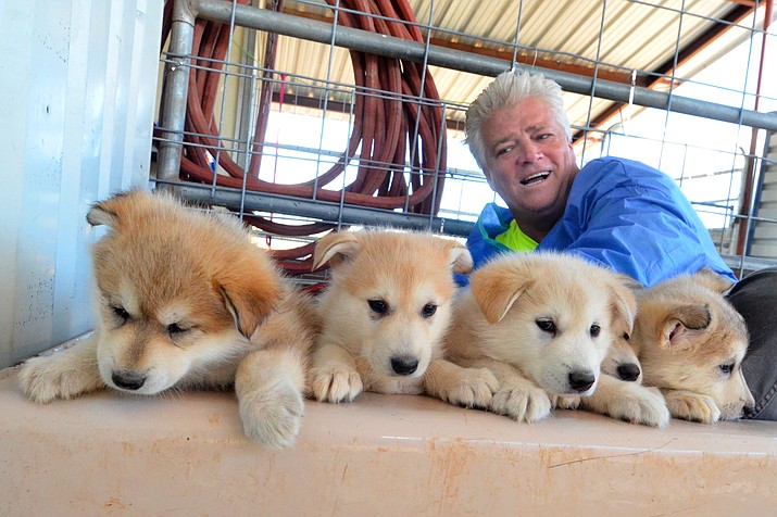 Mark Happe, founder of Pets Return Home, with the wolf dogs that have been rescued from California. VVN/Vyto Starinskas