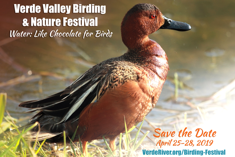 Call to Artists for Verde Valley Birding & Nature Festival Kudos AZ