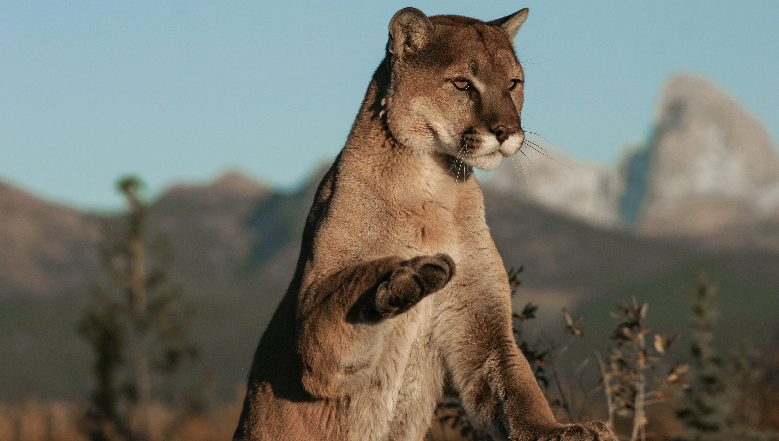 mountain-lion-minutes-why-advocate-for-mountain-lions-mountain