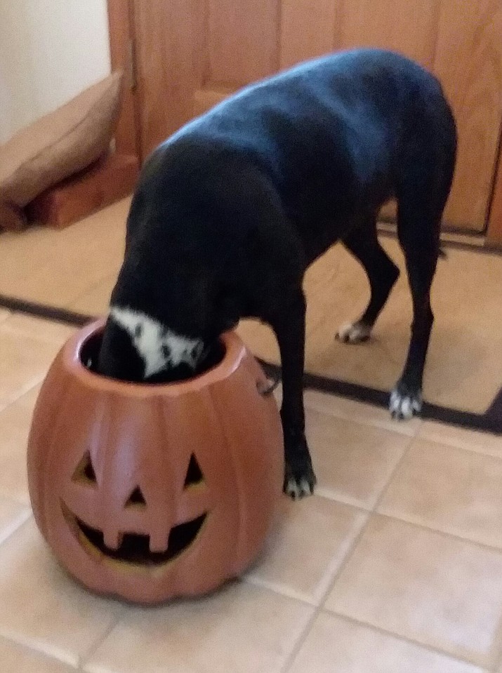 Danger lurks in obvious places for our clever pets as Halloween candy begins to appear. (Christy Powers/Courtesy)