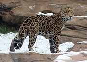 Jaguar  Bearizona