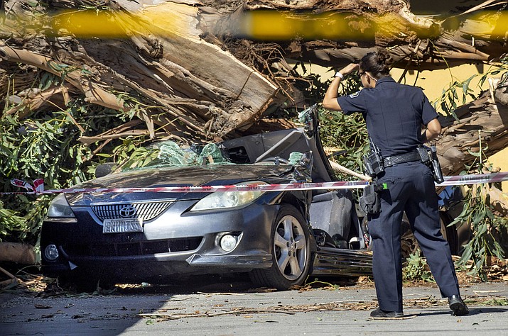 A Tustin police officer looks over the debris of a car that was crushed by a 40-foot tall eucalyptus tree that snapped during high winds Monday, October 15, 2018. A woman inside the car was killed as she was backing out of a carport in Tustin. (Mindy Schauer/Orange County Register via AP)