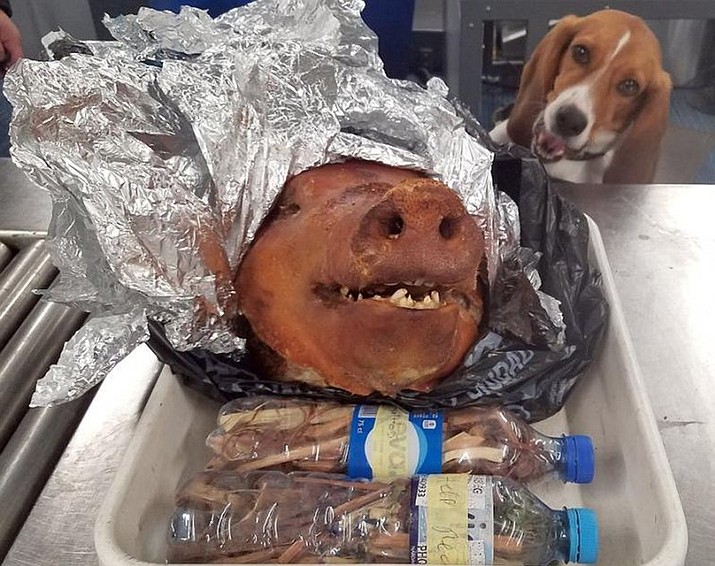 In this Oct. 11, 2018 photo provided by the U.S. Customs and Border Protection, CBP Agriculture Detector K-9 named Hardy looks at a roasted pig’s head at Atlanta’s Hartsfield-Jackson International Airport. A passenger traveling from Ecuador was relieved of the leftovers after the beagle alerted to the baggage at the world’s busiest airport. (U.S. Customs and Border Protection via AP)