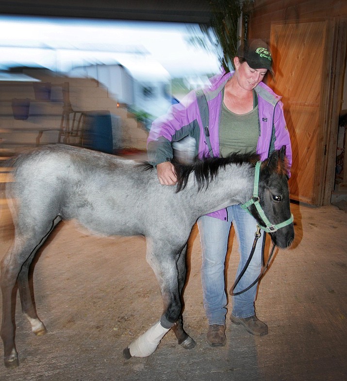 Katie Longfellow tends to Miss Moon, her 3-month-old Quarterhorse. Because of infection and inflammation known as osteitis, six inches of Miss Moon’s right front leg was amputated on Oct. 5. VVN/Bill Helm