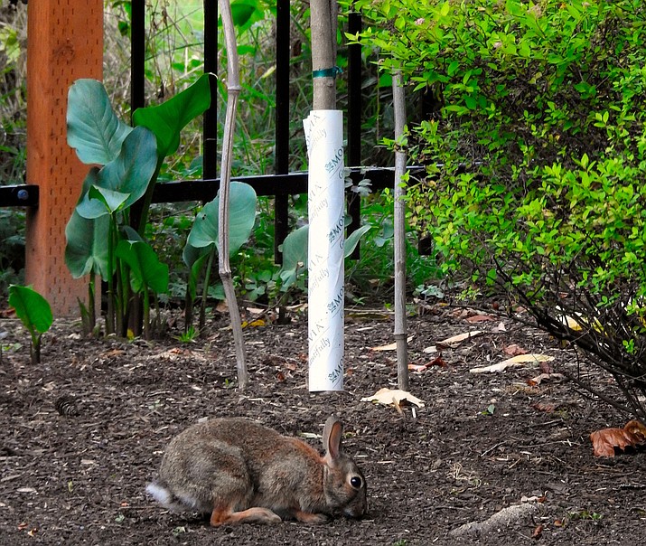 A tree guard protects a young Magnolia tree from bark-eating animals like the Eastern Cottontail rabbit grazing nearby in Langley, Wash. Most tree and shrub damage in winter is not from cold but rather from foraging wildlife. (Dean Fosdick via AP)