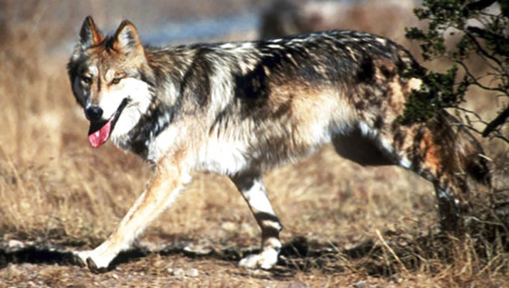 Mexican wolves found dead in Arizona, New Mexico | Kingman Daily Miner