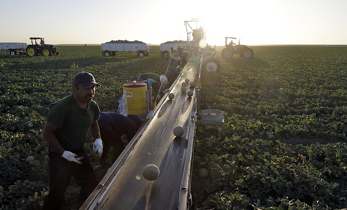 Farmworkers pick melons in the early morning hours in Huron, Calif. Huron feels like a village in Mexico, which is where most of its inhabitants hail or descend from. Nearly all residents are Latino, and Spanish is the primary language. Picking or packing crops pays about $11 to 12.50 an hour, but jobs are seasonal and many go months without work.