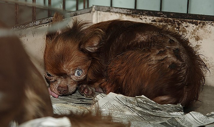 Puppy mills continue and thrive in many parts of the country. (Humane Society of the United States/Courtesy)