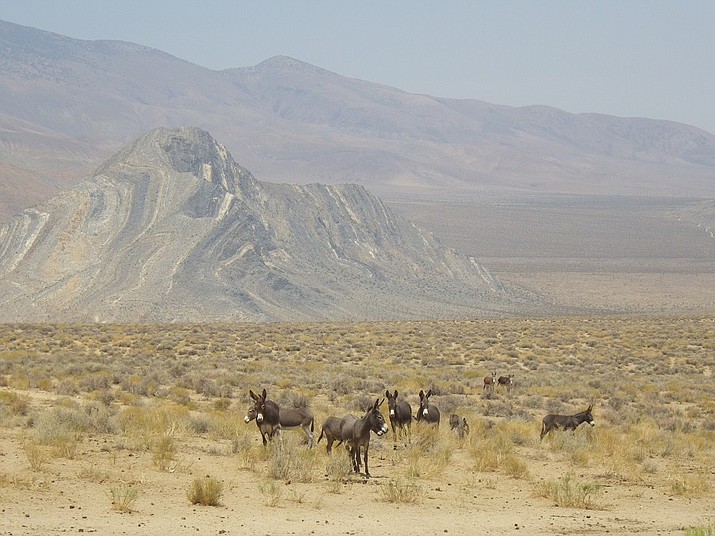 Wild burros will be relocated from Death Valley National Park to homes and sanctuaries. (Photo/NPS)