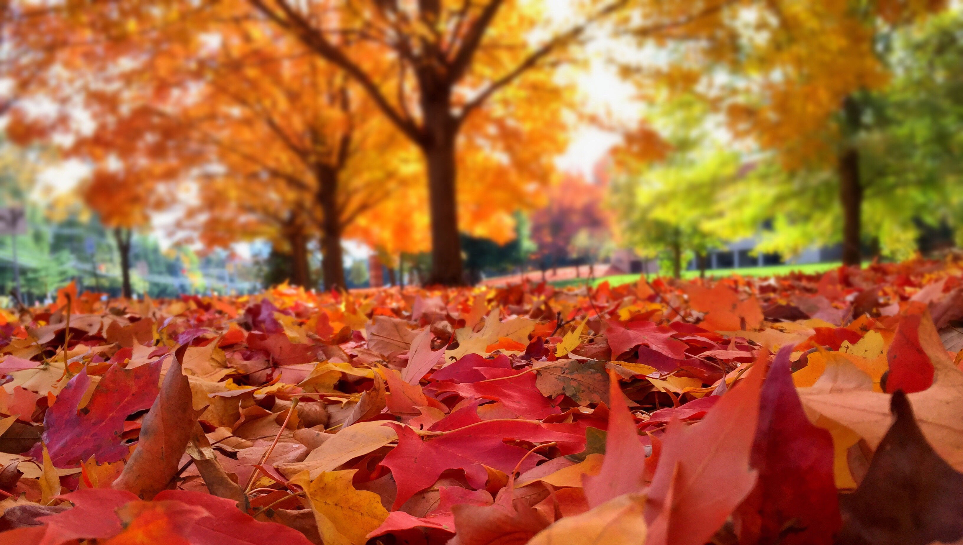 How To Describe A Leaf Falling