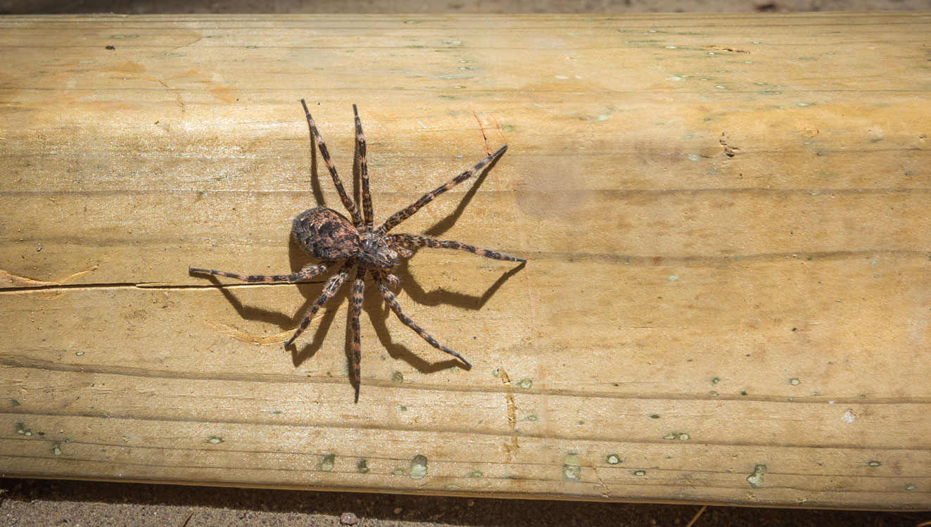 Blowtorch used to kill spiders may have started house fire | The Daily ...